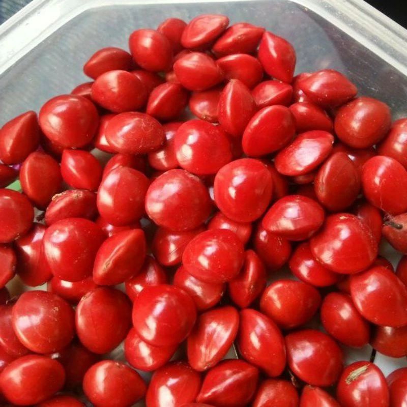 biji saga merah /benih saga merah 100 biji PROMO