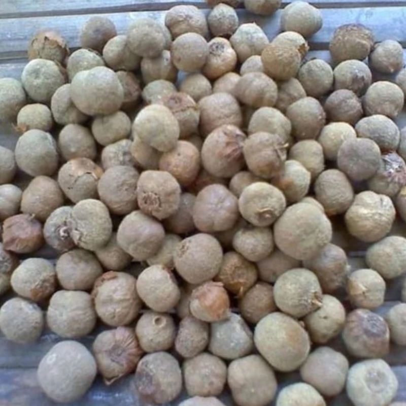 BIJI JATI EMAS SUPERR MURAHH BIG PROMO 50 biji