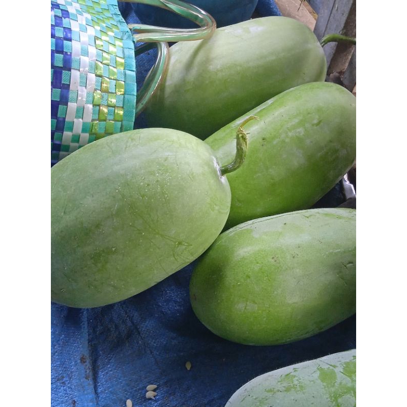 

BUAH KUNDUR / BLINGO SEGAR.baru metik