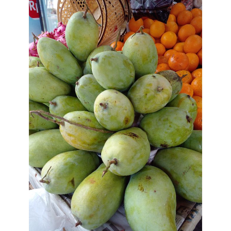 

Mangga Budiraajaa