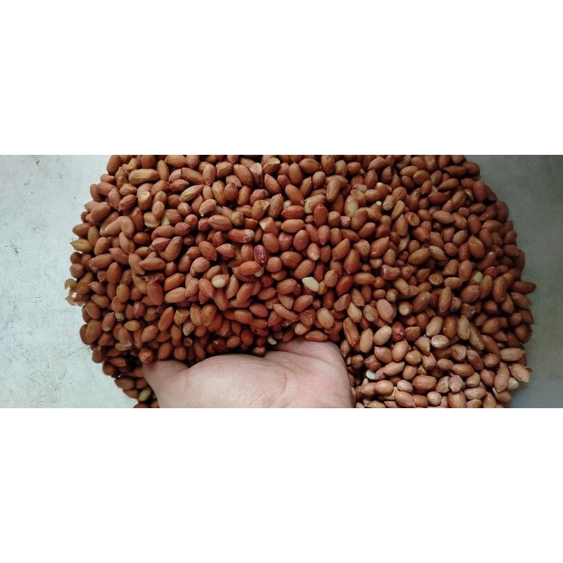 

KACANG TANAH Mentah (250gr/500gr/1kg)