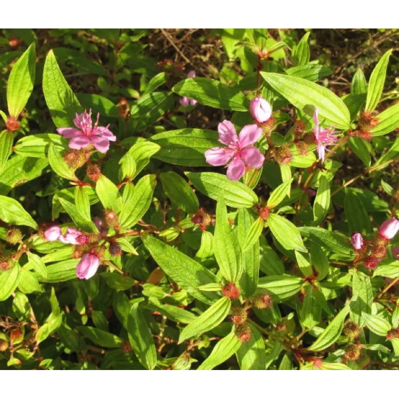 

Daun senduduk segar / daun senggani daun harendong segar 250 gram-az