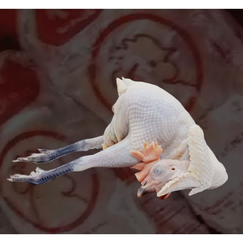

AYAM KAMPUNG FRESH / FROZEN 500 Gram
