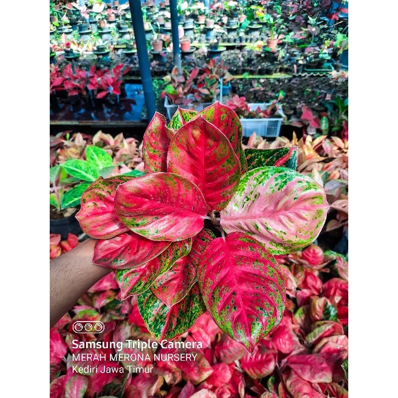 Tanaman Hias Aglonema  Wulandari-Aglonema Wulandari Remaja Cantik 3-5 Daun