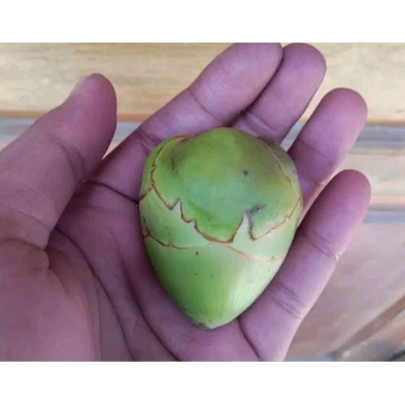 

beluluk kelapa kecil baruluk obat herbal 1kg