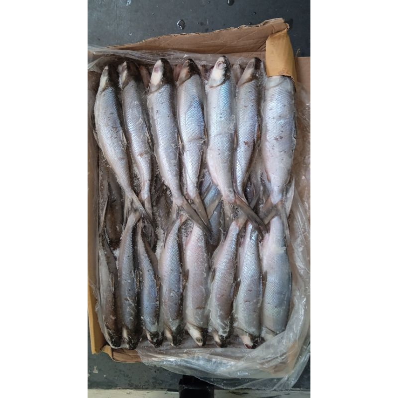 

ikan bandeng makasar 10kg