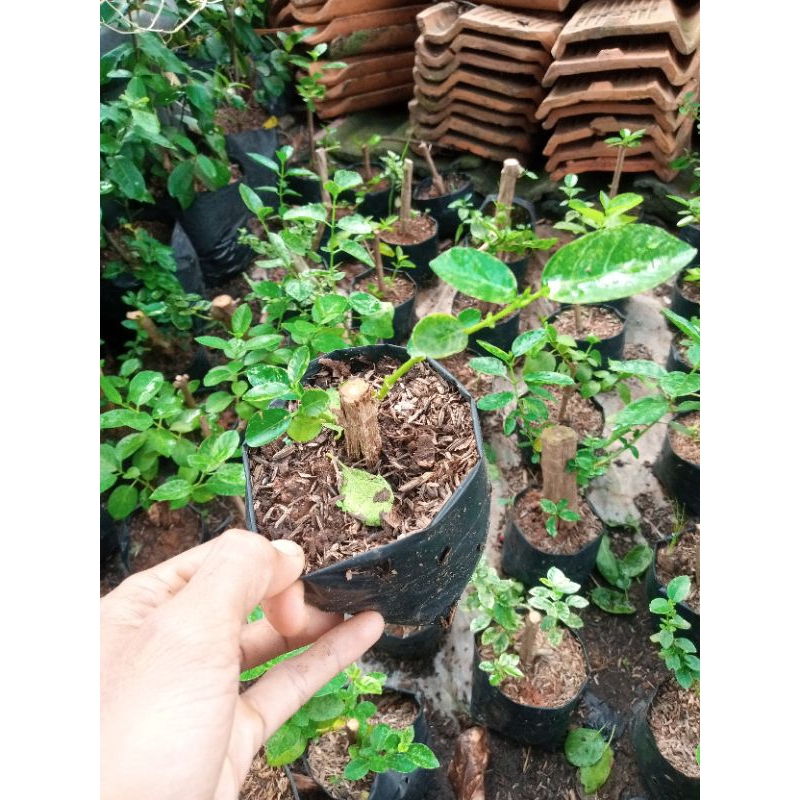 Sancang varigata bahan bonsai sancang