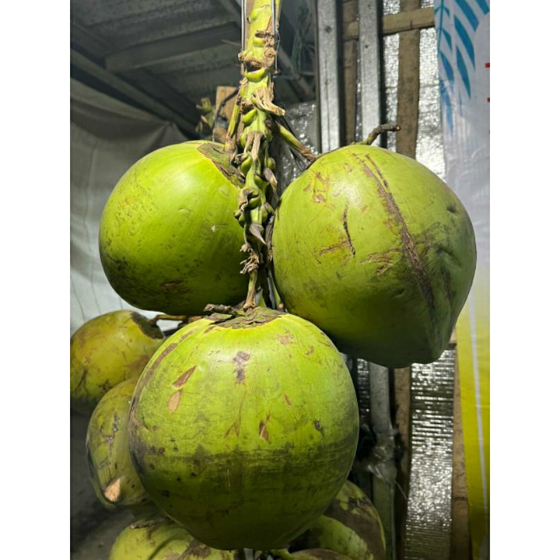 

KELAPA MUDA FRESH DEGAN 100% BIKIN SEGAR