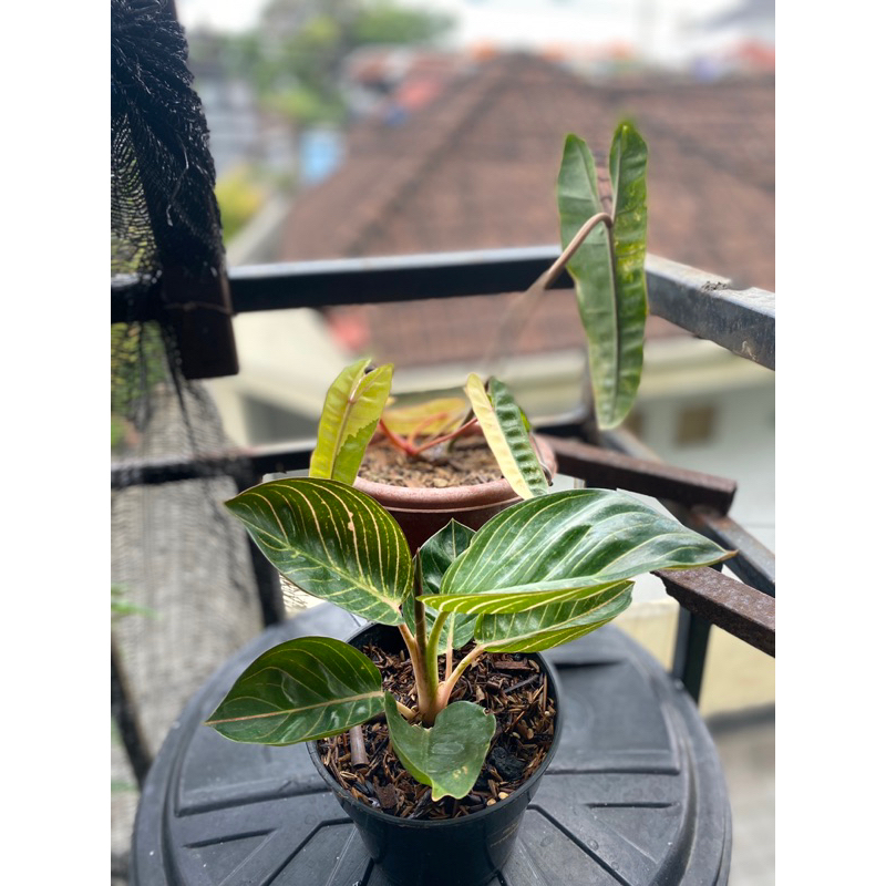Aglaonema Ajisaka Serat emas