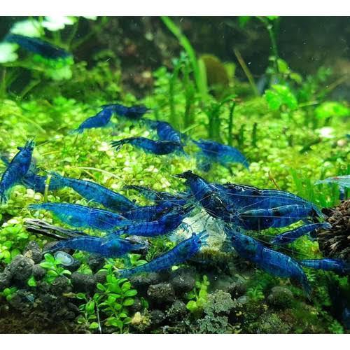 Paket Blue Velvet Shrimp 10 Ekor/Udang Hias Blue Dream//Udang Hias Aquascape/Pembersih Alga Aquascap