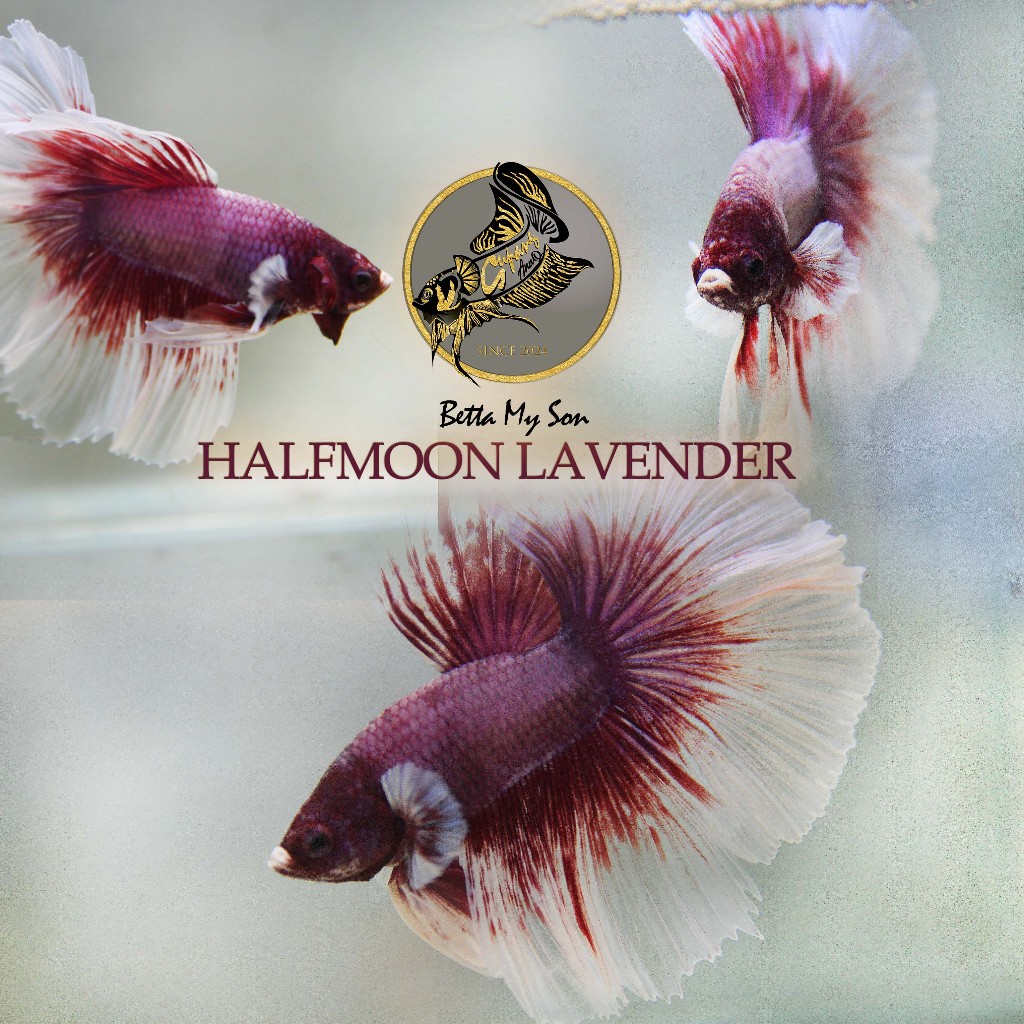 CUPANG HALFMOON