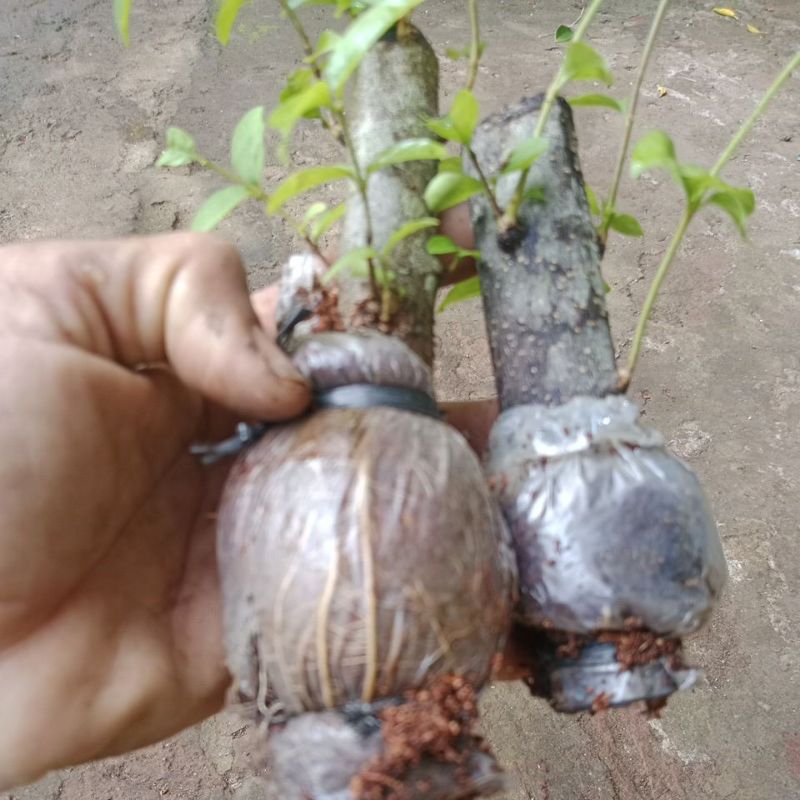 Kyoolaa Cangkok Anting Putri