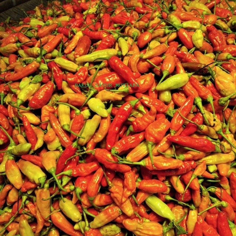

Cabe Rawit Merah Pedas Segar Murah