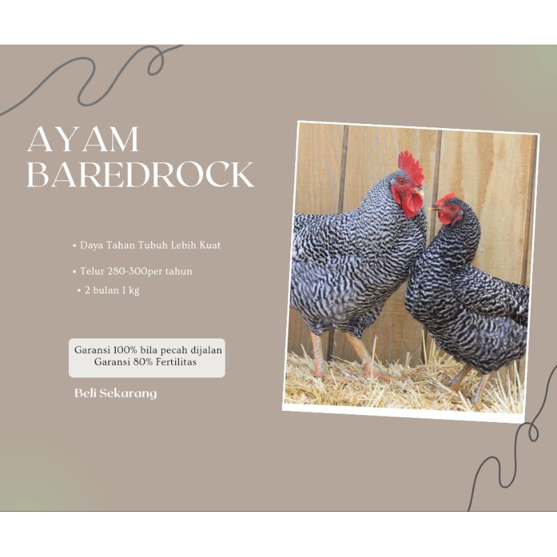 

TELUR TETAS BAREDROCK