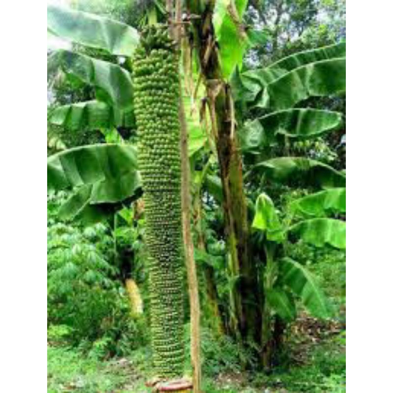 bibit pisang seribu / raja sewu