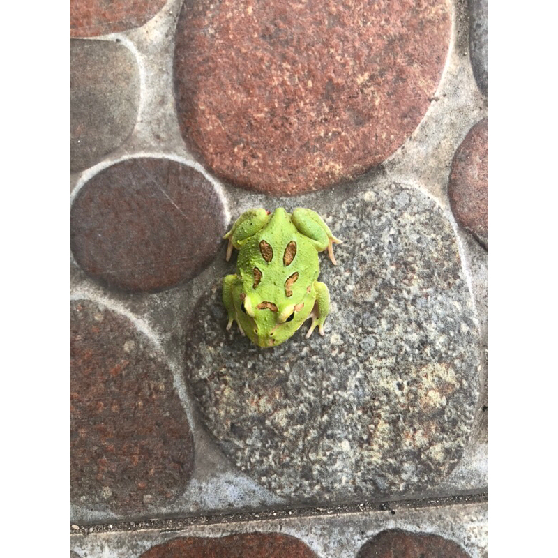 Pacman frog kodok pacman green4spot