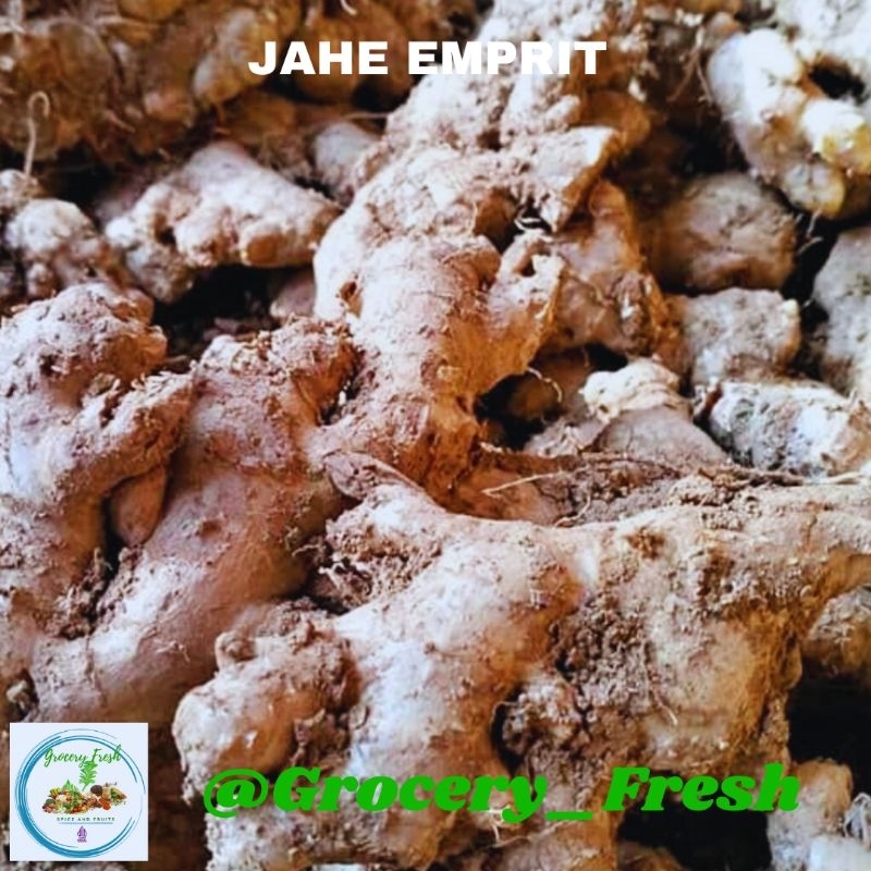 

Jahe Emprit Fresh Rempah Jahe Lokal Segar Pedas