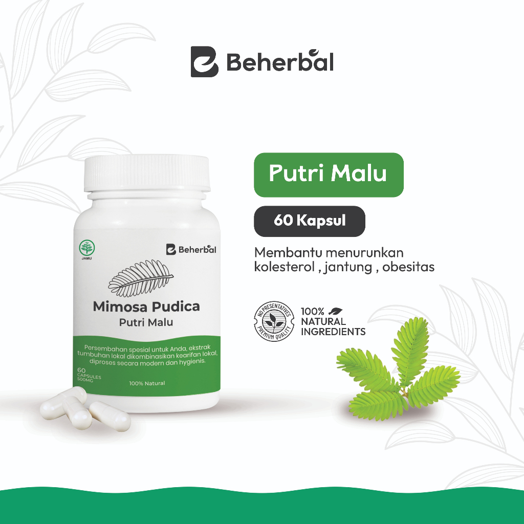 Beherbal Kapsul Daun Putri Malu Herbal Stamina