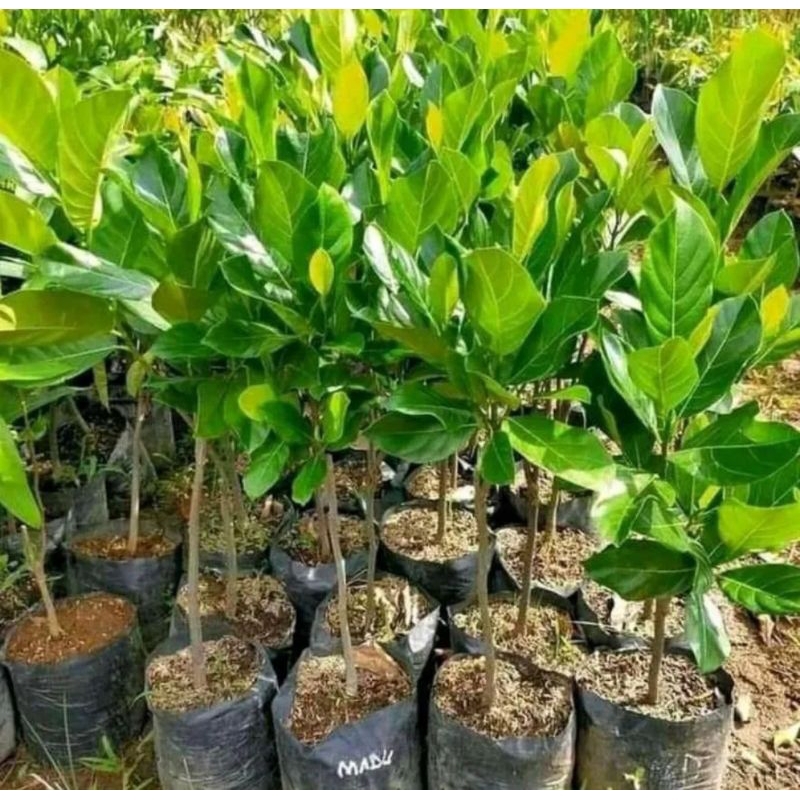 BIBIT NANGKA MADU CEPAT BERBUAH