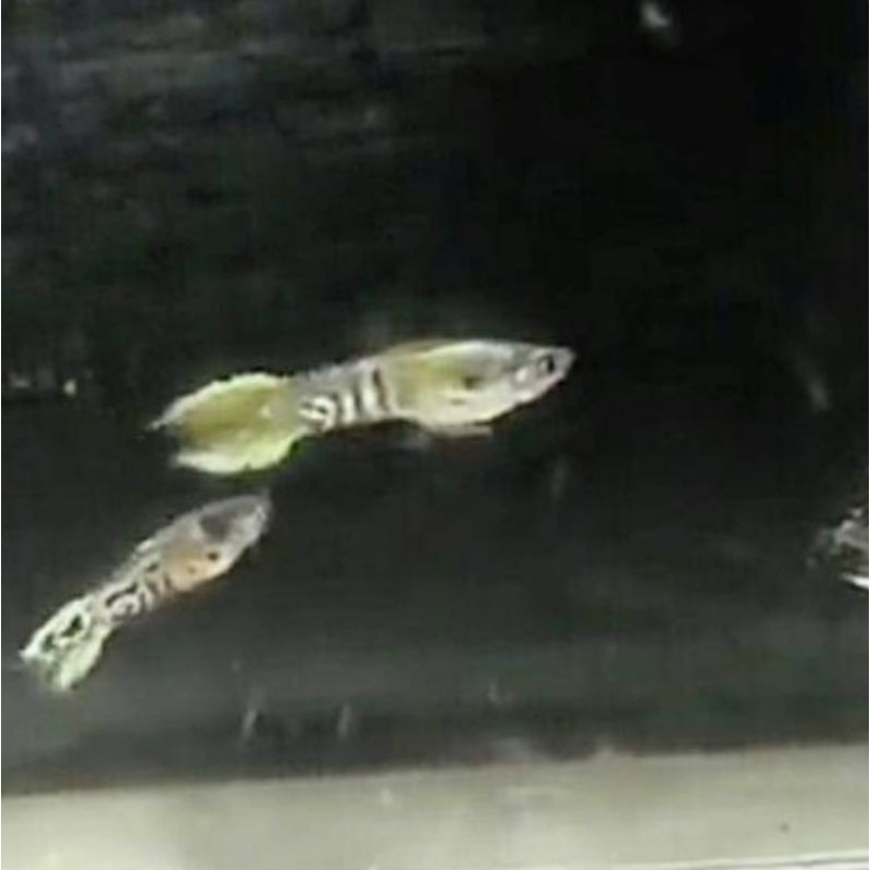 Yellow jacket endler Sepasang