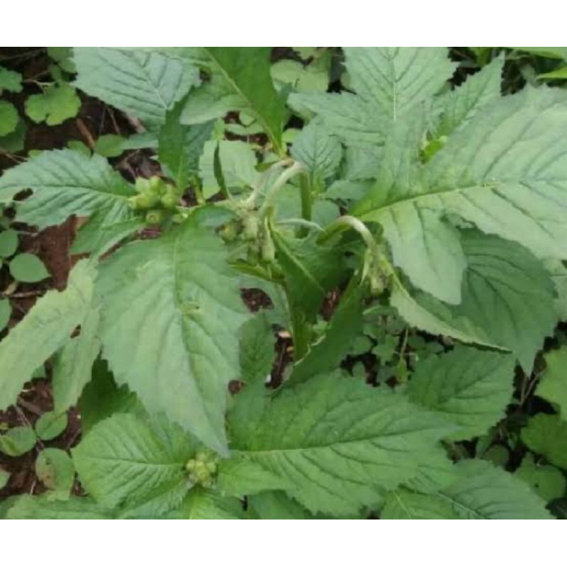 

Daun sintrong segar petik langsung 500 gram-az