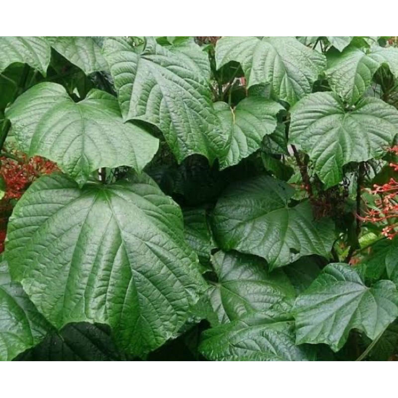 

Jual daun bunga pagoda segar petik langsung-az
