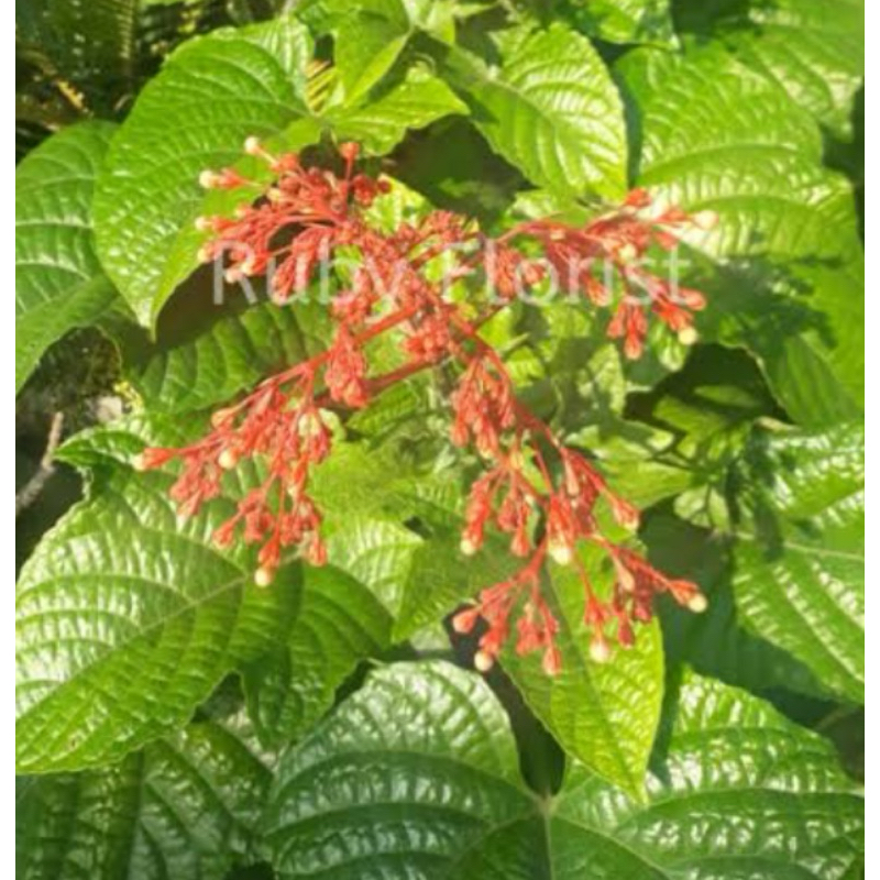 

Jual daun bunga pagoda segar petik langsung-az