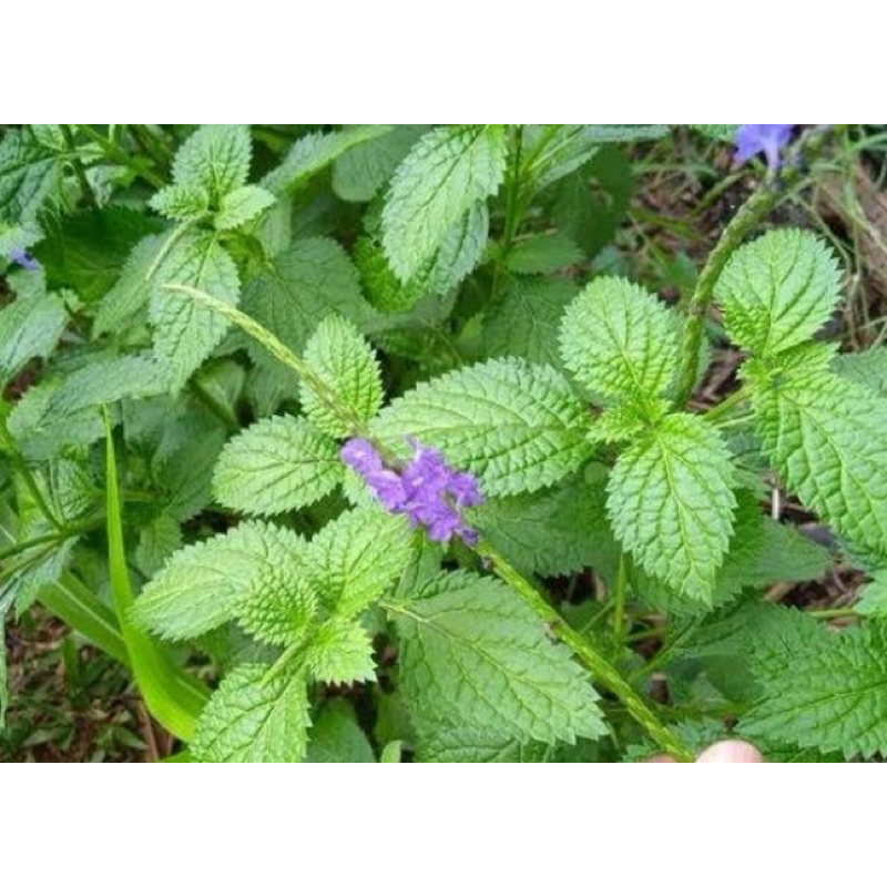 

Daun jarong segar daun pecut kuda segar 500 gram-az