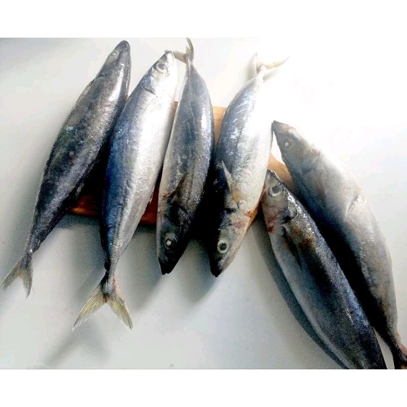 

IKAN LAYANG PAKET 20 KG, ISI 3-5 EKOR/Kg Pal Merah - Jak Bar