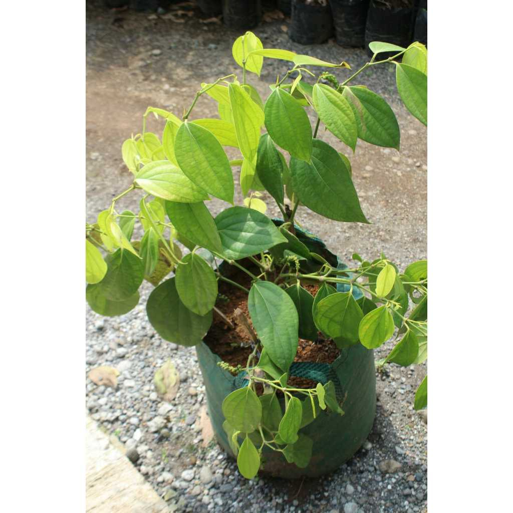 Jual Bibit Tanaman Lada Perdu - Siap Tanam