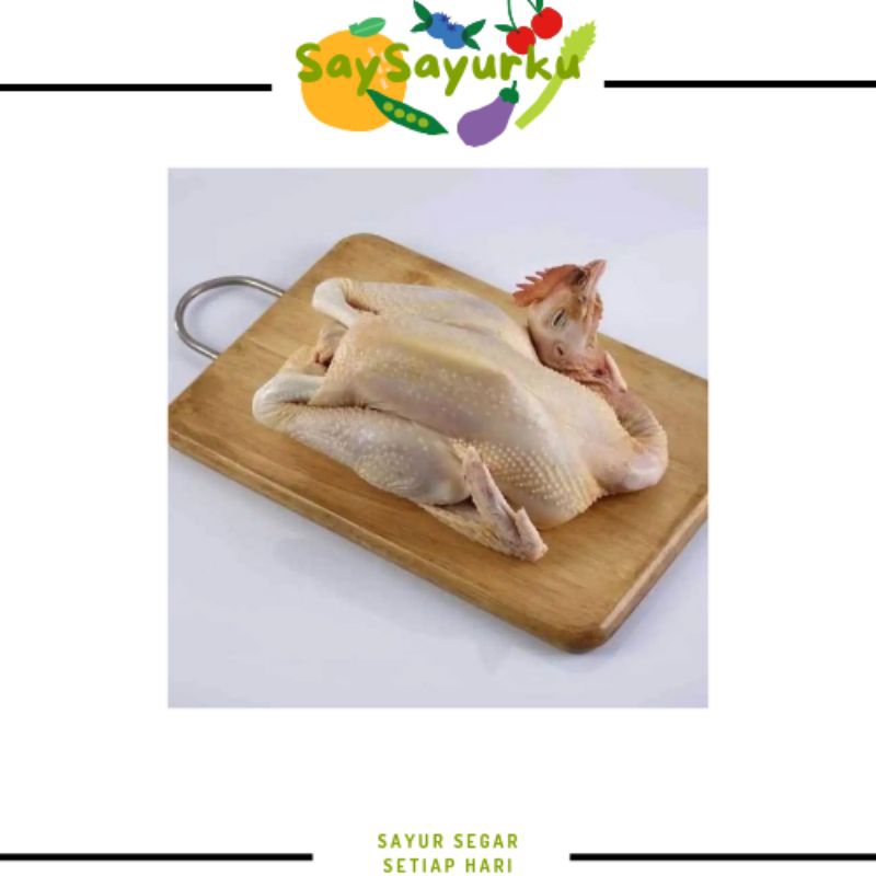

AYAM PEJANTAN 1 EKOR