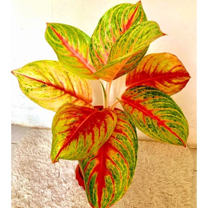 ( BISA COD ) Aglonema Andini Merah Mutasi Tanaman Hias Aglonema Aglaonema Andini Merah Mutasi Merah 