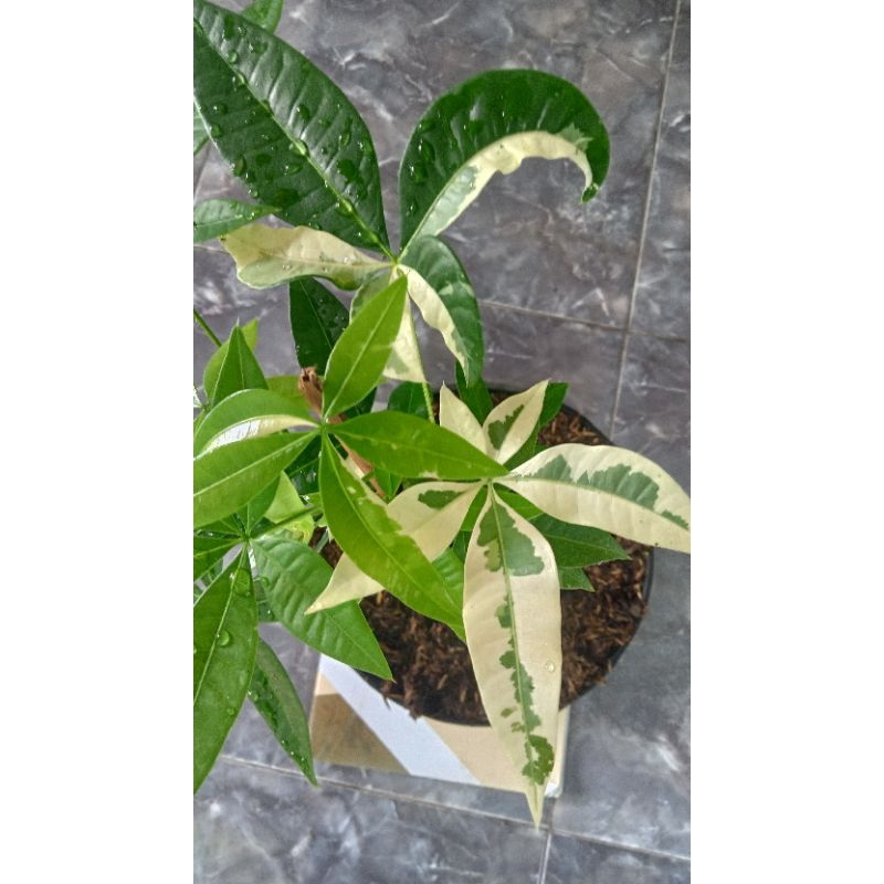 pohon pacira variegata (barang langka)/pohon uang