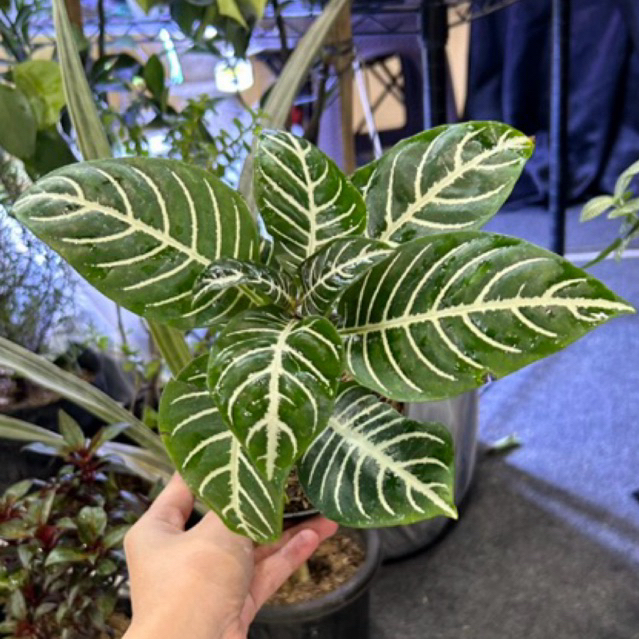 Tanaman Hias Aphelandra squarrosa / Aphelandra zebra / Daun zebra