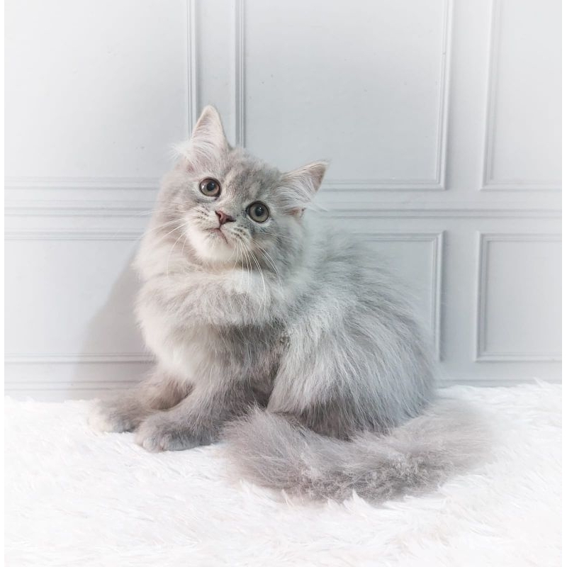 kucing persia Kitten/mix mainecoon/Himalaya