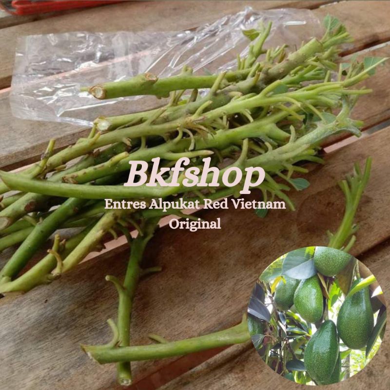 Entres alpukat red vietnam original 01