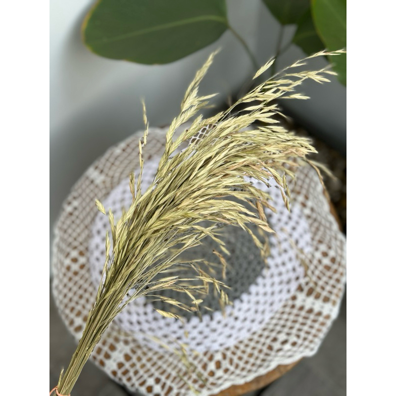 AVENA KERING / PADI-PADIAN KERING || BUNGA KERING || DEKORASI || RUSTIC