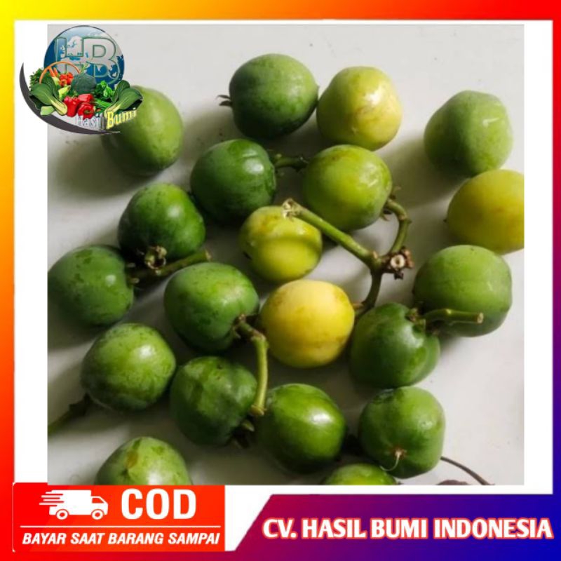 

Buah jarak pagar segar untuk obat herbal