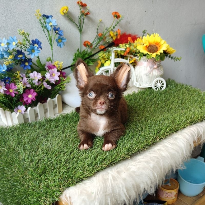 chihuahua jantan rare colour size kecil muka imut cute face cihuahua ciwawa cihwahwa