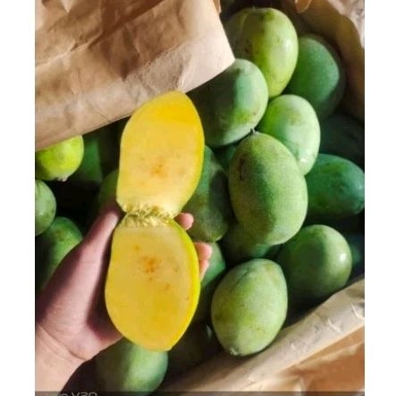 

Mangga manalagi manis asli tua