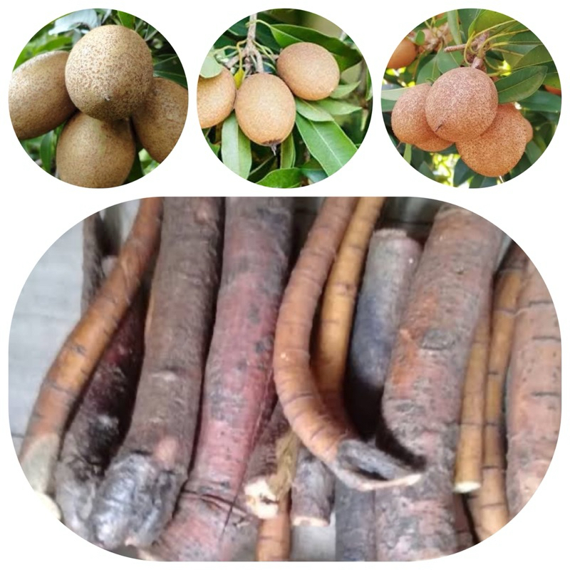 

Akar sawo segar / akar buah sawo segar 200 gram-az