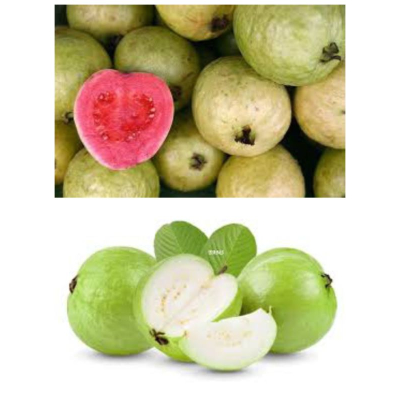 

Jambu biji, jambu kristal