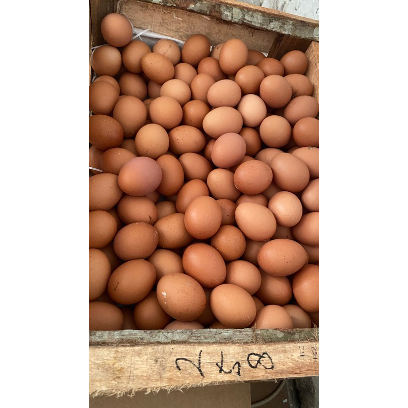 

telur ayam