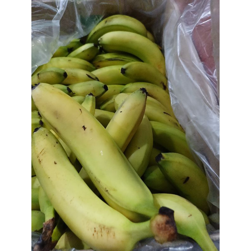 

PISANG SUNPRIDE 2