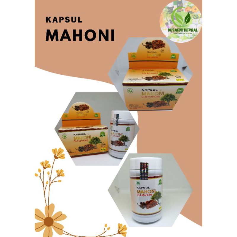 Kapsul Biji mahoni Obat herbal alami