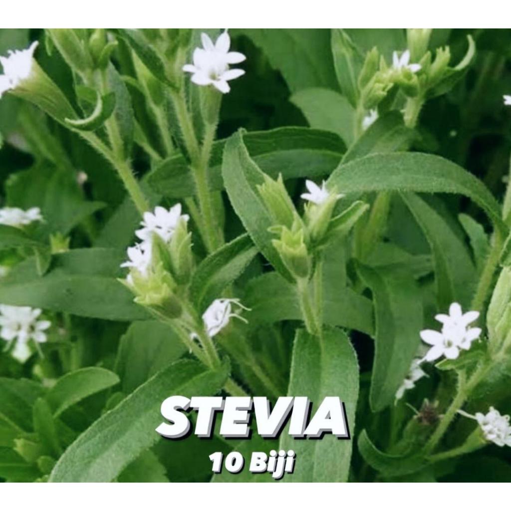 Benih Stevia daun kecil isi 10 biji