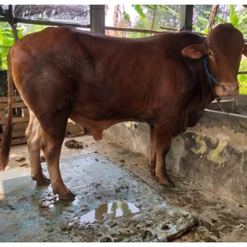 

AyooKurban Tebar 1 Sapi Qurban, 250-350 kg, untuk 1 Nama Pequrban, amanah