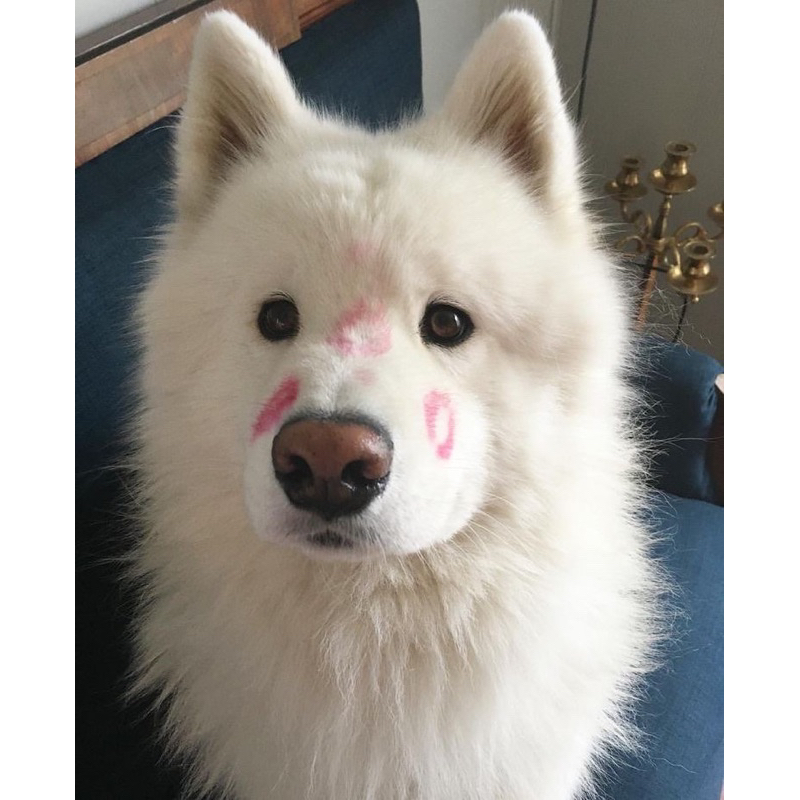 TOTEBAG MD JAPAN THE DREAM SHOW