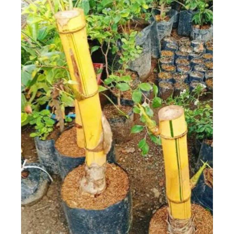 Bibit bambu kuning super jumbo isi 2 batang bibit-az