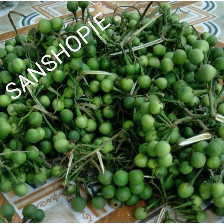 

Buah cepokak atau takokak segar fresh per 500 gram